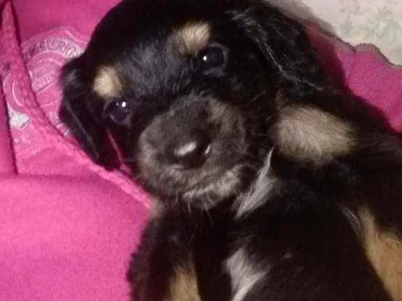 Cachorro ra a Srd idade Abaixo de 2 meses nome Sem nome