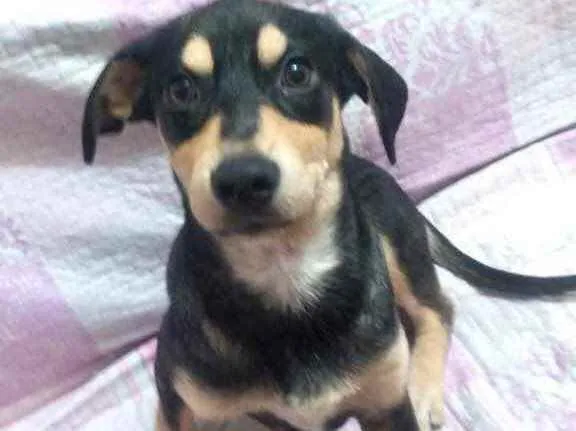 Cachorro raça Srd idade 2 a 6 meses nome Léo bebê lindo fofo