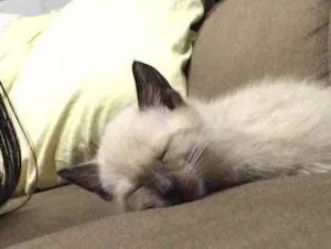 Gato raça siamês? idade  nome não tem nome ainda
