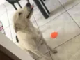 Layka