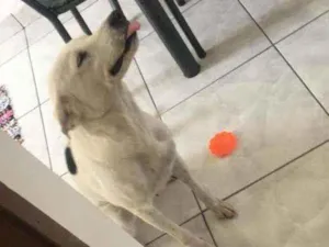Cachorro raça Vira lata idade 2 anos nome Layka