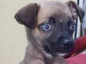 Cachorro raça SRD idade  nome Filhote 2 meses 