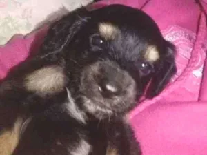 Cachorro raça Srd idade Abaixo de 2 meses nome Sem nome