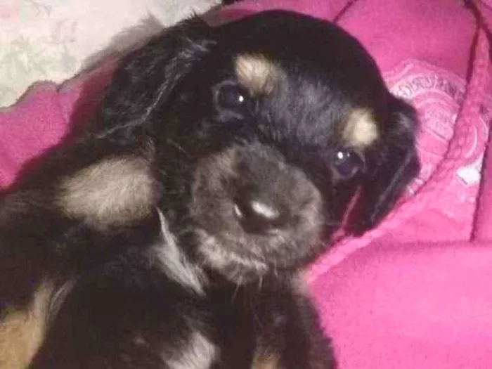 Cachorro ra a Srd idade Abaixo de 2 meses nome Sem nome