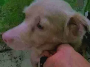 Cachorro raça Albina idade 6 ou mais anos nome Airsha