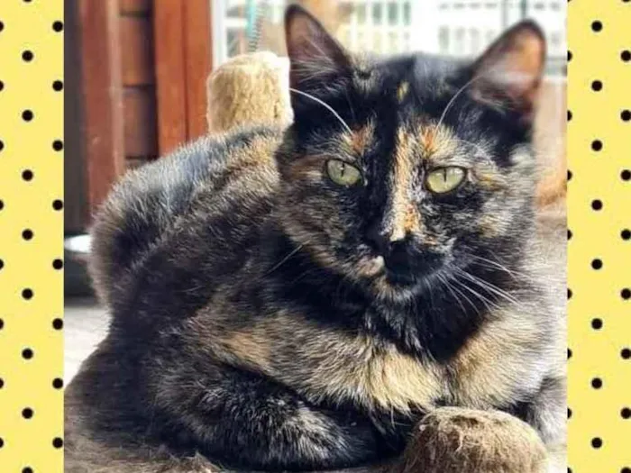 Gato ra a srd idade 7 a 11 meses nome KOLA