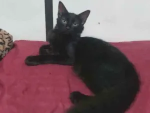 Gato raça SRD idade 1 ano nome Maria