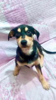 Cachorro raça Srd idade 2 a 6 meses nome Léo bebê lindo fofo