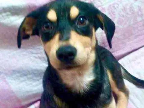 Cachorro raça Srd idade 2 a 6 meses nome Léo bebê lindo fofo