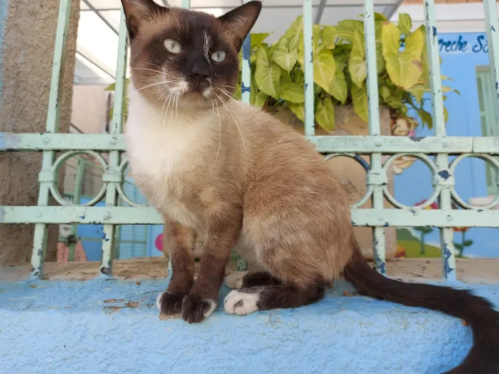 Gato raça Srd  idade 1 ano nome Romeu