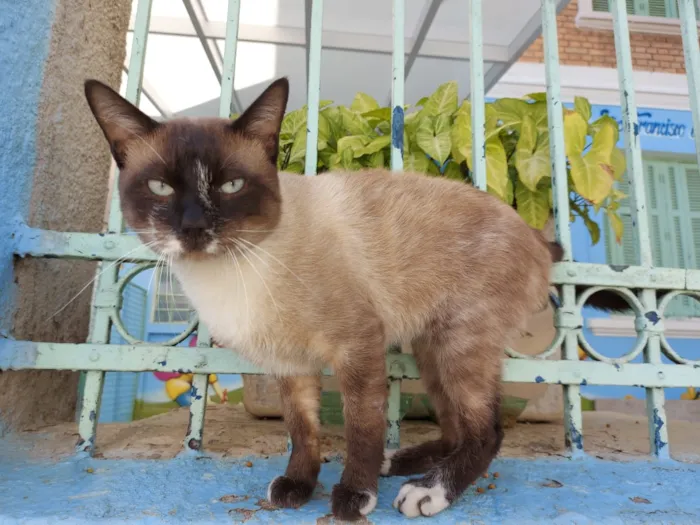 Gato raça Srd  idade 1 ano nome Romeu