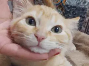 Gato raça Srd  idade 2 a 6 meses nome Sem nome
