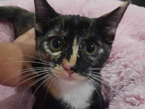 Gato raça Srd idade 2 a 6 meses nome Sem nome