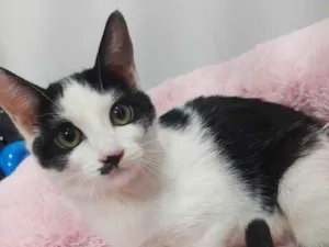 Gato raça Srd  idade 2 a 6 meses nome Sem nome