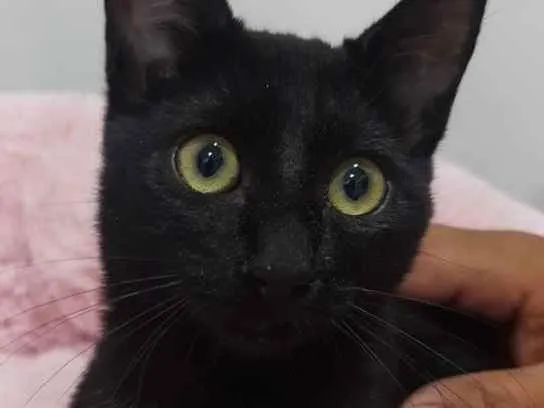 Gato raça Srd  idade 2 a 6 meses nome Sem nome