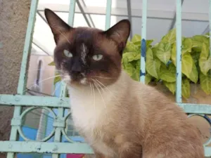 Gato raça Srd  idade 1 ano nome Romeu