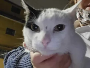Gato raça Srd  idade 1 ano nome Bianco