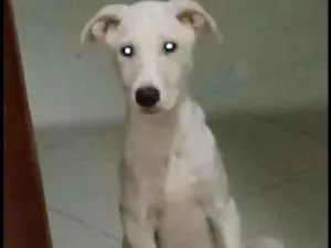 Cachorro raça SRD idade 2 a 6 meses nome Faruk