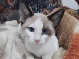 Gato raça Srd  idade 2 a 6 meses nome Sem nome