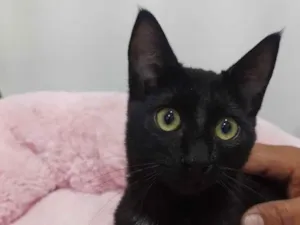 Gato raça Srd  idade 2 a 6 meses nome Sem nome