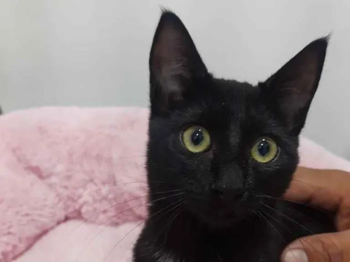 Gato raça Srd  idade 2 a 6 meses nome Sem nome