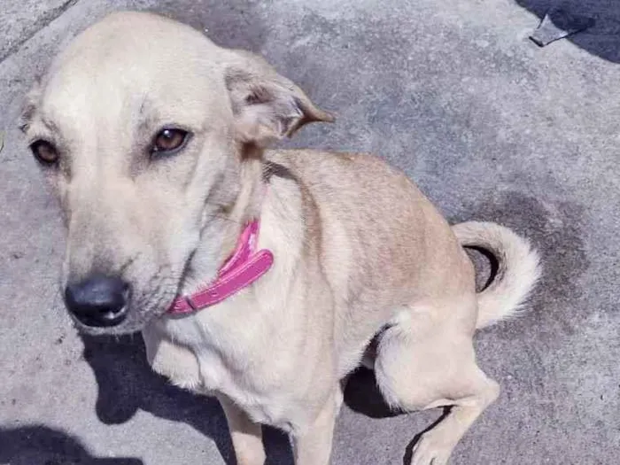 Cachorro raça Srd idade 2 a 6 meses nome Penélope 