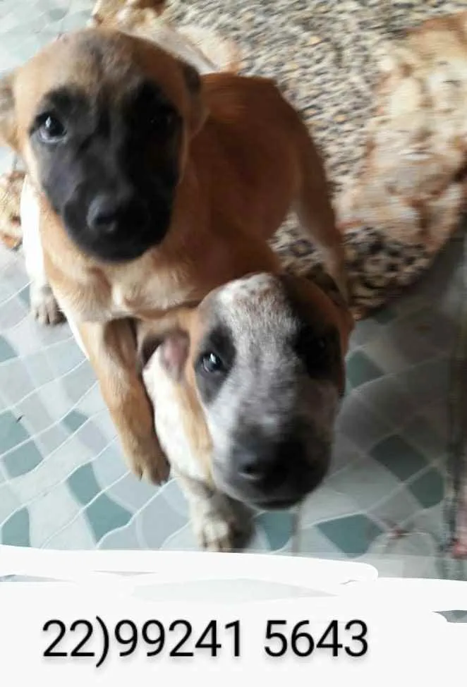 Cachorro ra a Srd idade 2 a 6 meses nome Fred e Francisco