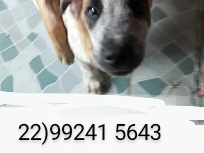 Cachorro ra a Srd idade 2 a 6 meses nome Fred e Francisco