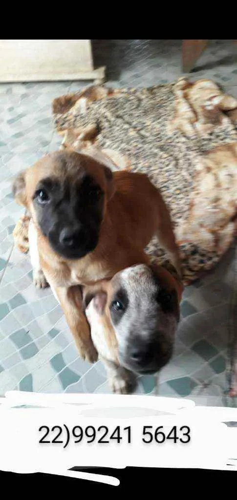 Cachorro ra a Srd idade 2 a 6 meses nome Fred e Francisco