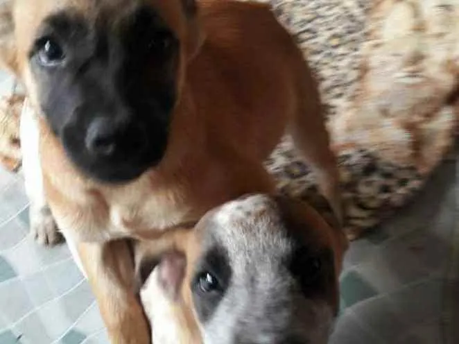 Cachorro ra a Srd idade 2 a 6 meses nome Fred e Francisco