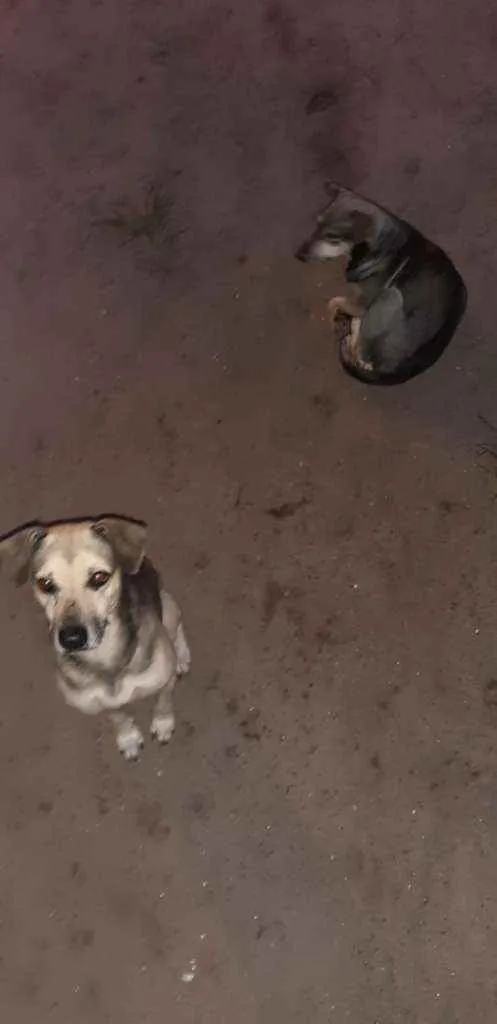 Cachorro ra a Srd idade 2 a 6 meses nome Bruce e Dalton