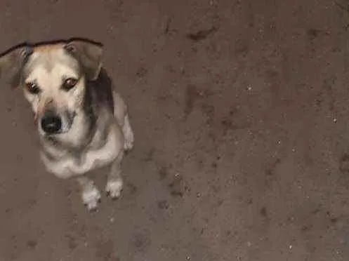 Cachorro ra a Srd idade 2 a 6 meses nome Bruce e Dalton