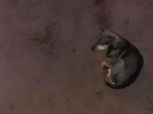 Cachorro ra a Srd idade 2 a 6 meses nome Bruce e Dalton