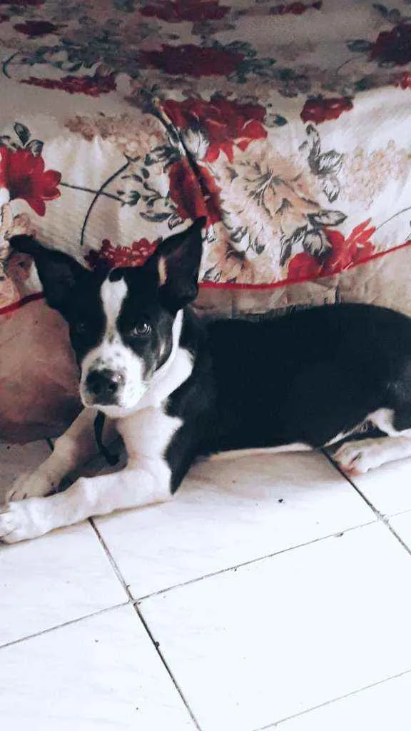 Cachorro ra a Fox paulista  idade 7 a 11 meses nome Bolota