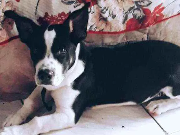 Cachorro ra a Fox paulista  idade 7 a 11 meses nome Bolota