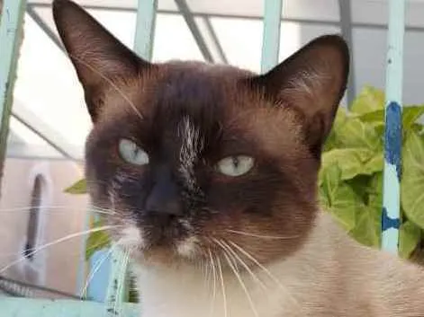 Gato raça Srd  idade 1 ano nome Romeu