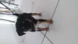 Bimbim