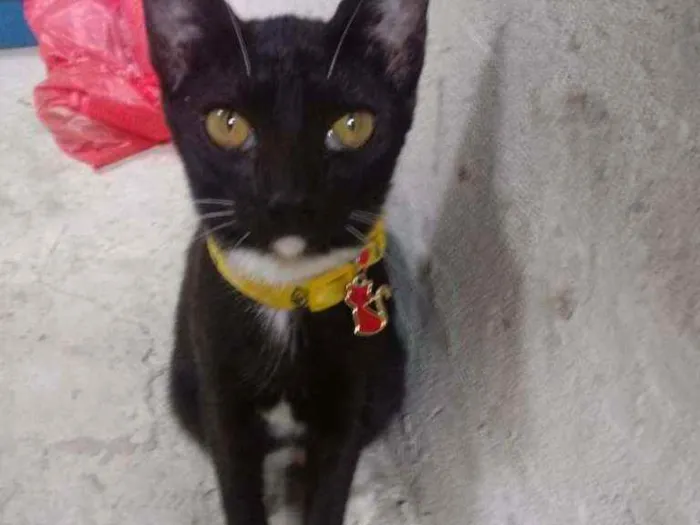 Gato raça Srd idade 1 ano nome Lua