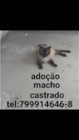 Junior