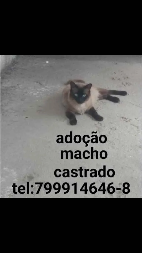 Gato raça Siamês idade 7 a 11 meses nome Junior
