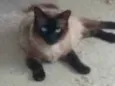 Junior