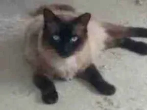 Gato raça Siamês idade 7 a 11 meses nome Junior