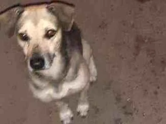 Cachorro ra a Srd idade 2 a 6 meses nome Bruce e Dalton