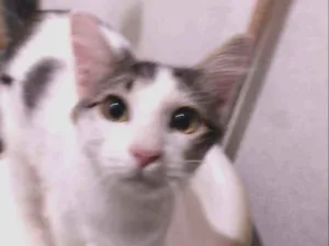 Gato raça SRD idade 2 a 6 meses nome Toninho 
