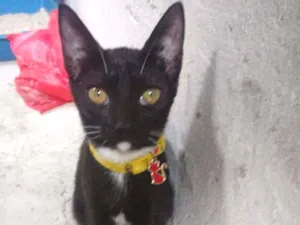 Gato raça Srd idade 1 ano nome Lua