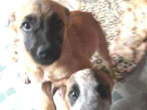 Cachorro raça Srd idade 2 a 6 meses nome Fred e Francisco