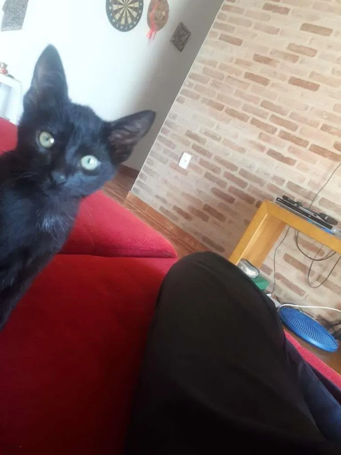 Gato raça indefinidida idade 2 a 6 meses nome sem nome