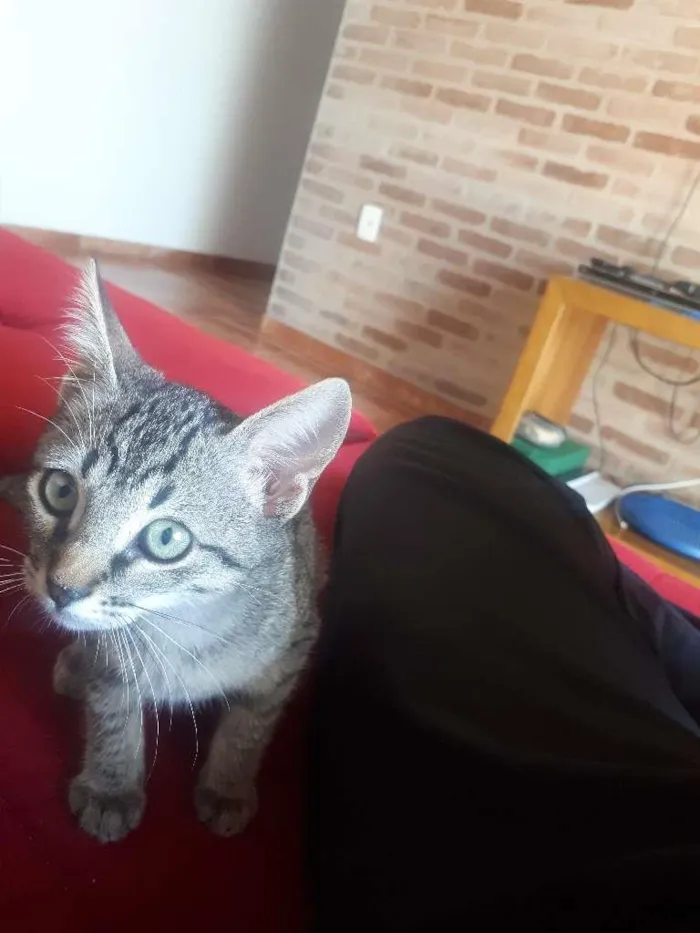 Gato raça indefinitida idade 2 a 6 meses nome sem nome
