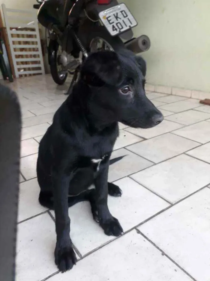 Cachorro ra a Srd idade 2 a 6 meses nome Lara