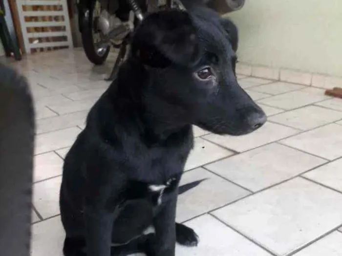 Cachorro ra a Srd idade 2 a 6 meses nome Lara